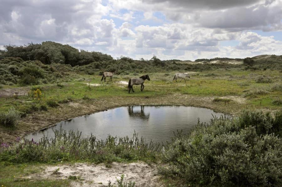 Vakantiehuisje Aan Zee Vlakbij Plopsaland En Het Strand - Casa Memphis De Panne Eksteriør billede